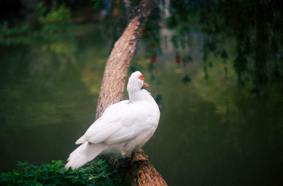 A duck and his peaceful place