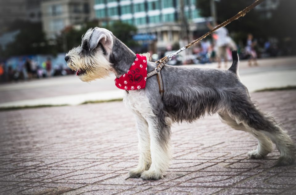 A dog named “BoBo”