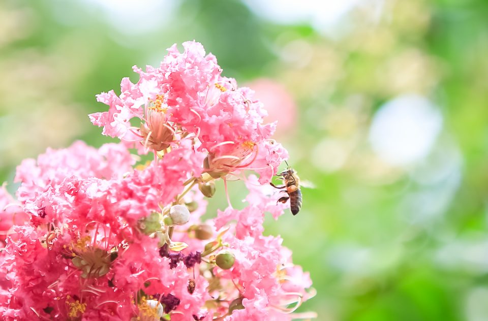 Bee on flower